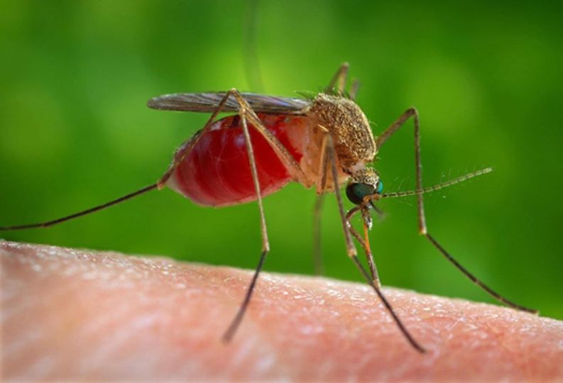 Γνωρίζατε ότι, έρευνα επισημαίνει ότι το παράσιτο που προκαλεί ελονοσία μπορεί ν... 1