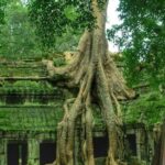 Δέντρο ριζωμένο στον τοίχο του ναού Ta Prohm, που χτίστηκε τον 12ο αιώνα στο Cambod...