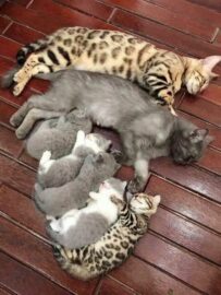 Είναι τόσο χαριτωμένη οικογένεια μαζί πατέρας και μητέρα με 5 γατάκια που κοιμού...