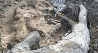 Λέσβος: Βρέθηκε απολιθωμένο δένδρο 20.000.000 ετών μαζί με τα κλαδιά του!...
