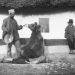 Μια αρκούδα «βοηθά» τον εκπαιδευτή της να ξεπιαστεί. Ρουμανία, 1946....