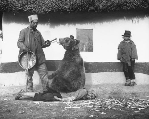 Μια αρκούδα «βοηθά» τον εκπαιδευτή της να ξεπιαστεί. Ρουμανία, 1946.... 1