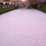 Ποταμός στην Ιαπωνία που έχει καλυφθεί με πέταλα από κερασιές.!!!...