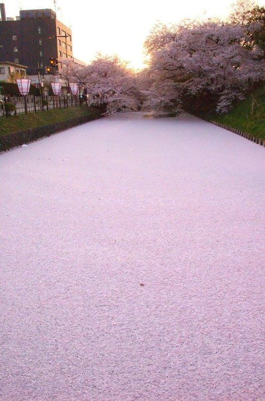 Ποταμός στην Ιαπωνία που έχει καλυφθεί με πέταλα από κερασιές.!!!... 1