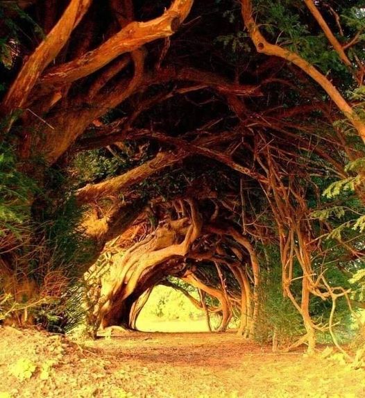 Υπέροχα τούνελ με δέντρα!... 1