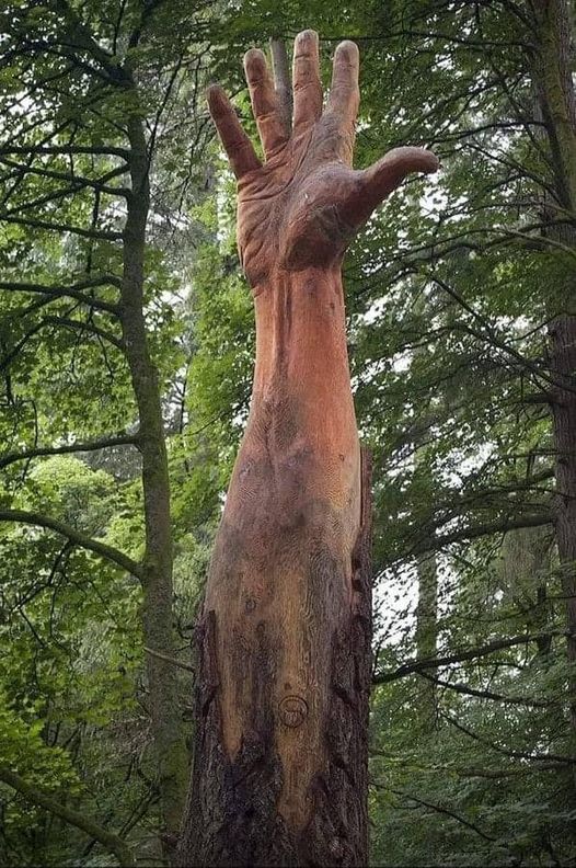 Το ψηλότερο δέντρο στην Ουαλία υπέστη ζημιές από μια καταιγίδα και έπρεπε να κοπεί... 1