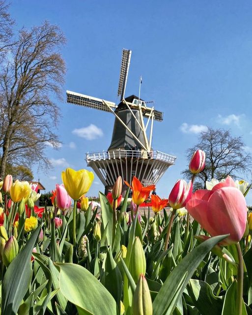 Η Lisse, Ολλανδία… είναι διάσημη για τα όμορφα χωράφια και τους βολβούς λουλουδιών της... 1