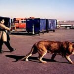 Ο Αλ Πατσίνο περπατά ανέμελα ένα λιοντάρι στα γυρίσματα του «Donnie Brasco» περίπου το 1997…
