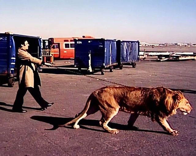Ο Αλ Πατσίνο περπατά χαλαρά με ένα λιοντάρι στα γυρίσματα του «Donnie Brasco» 1