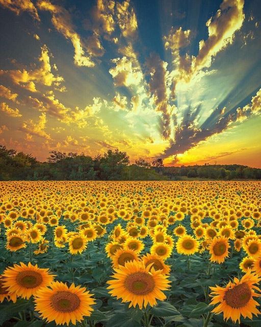 Πανέμορφο ηλιοτρόπιο, Ουκρανία... 1