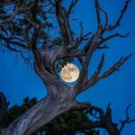 Φεγγάρι που λάμπει μέσα από ένα δέντρο στο εθνικό πάρκο Grand Canyon.  φωτογράφος @SamS...