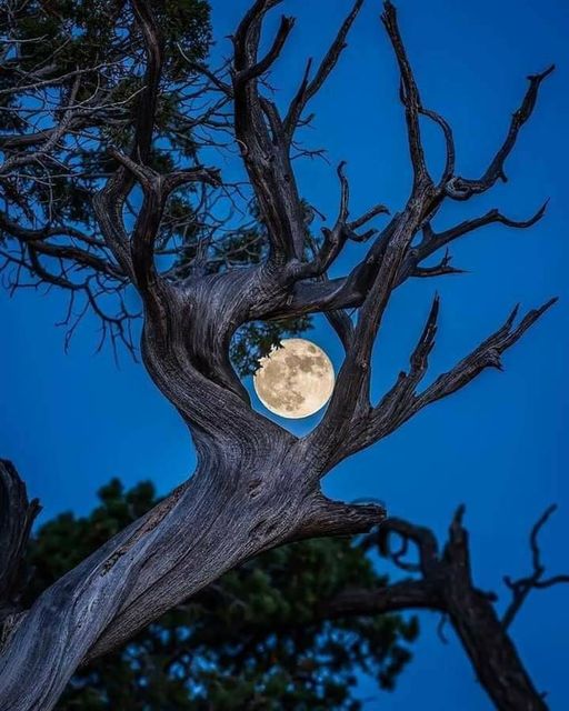 Φεγγάρι που λάμπει μέσα από ένα δέντρο στο εθνικό πάρκο Grand Canyon. φωτογράφος @SamS... 1