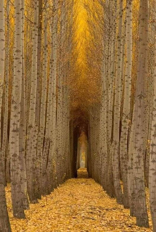 σήραγγα δέντρων Aspen, Κολοράντο, ΗΠΑ.... 1