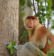 Αρσενικός πίθηκος προβοσκίδας, Sabah, Μαλαισία IG: @n.deriy_dido #YourEarth #Nature #un...