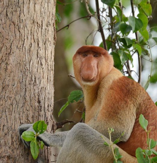 Αρσενικός πίθηκος προβοσκίδας, Sabah, Μαλαισία IG: @n.deriy_dido #YourEarth #Nature #un... 1