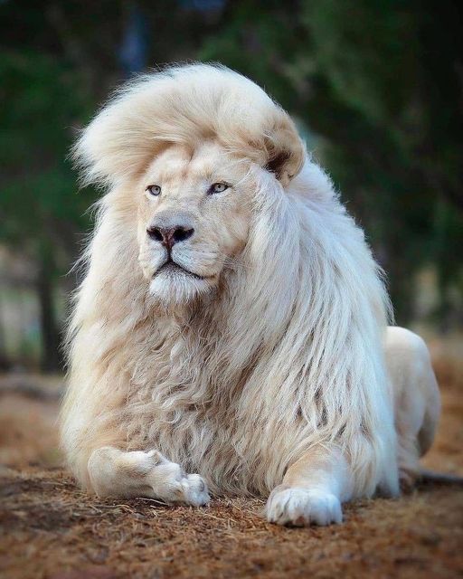 Πολύ όμορφο λιοντάρι Φωτογραφία @human.kind.photography... 1
