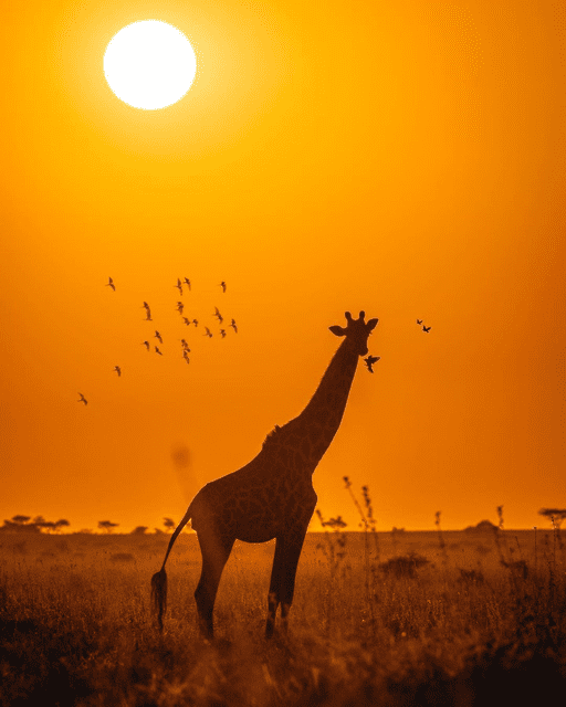 Serengeti National Park, Τανζανία... 1
