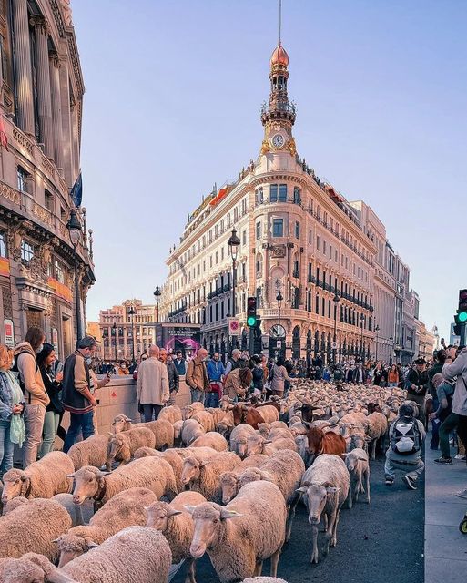 Κοπάδια προβάτων γεμίζουν τη Μαδρίτη για το ετήσιο φεστιβάλ Transhumance. Ισπανία - Φωτογραφία... 1