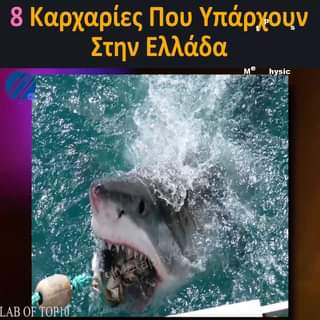 8 Καρχαρίες Που Υπάρχουν Στην Ελλάδα... 1
