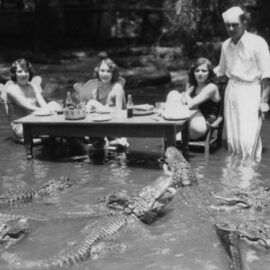 Ένα πικνίκ στο California Alligator Farm στο Λος Άντζελες, όπου οι επισκέπτες μπορούσαν να...