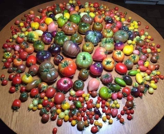 Όλες οι ποικιλίες ντομάτας σε ένα τραπέζι... 1
