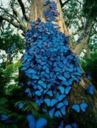 Πανέμορφες μπλε πεταλούδες αγκαλιάζοντας τον κορμό του δέντρου...