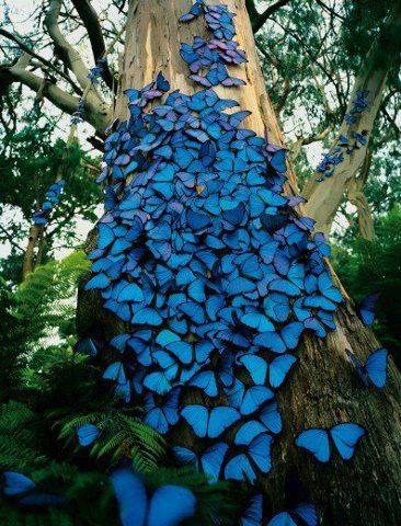 Πανέμορφες μπλε πεταλούδες αγκαλιάζοντας τον κορμό του δέντρου... 1