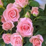 Τα ροζ τριαντάφυλλα είναι εκπληκτικά...