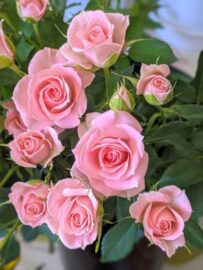 Τα ροζ τριαντάφυλλα είναι εκπληκτικά...