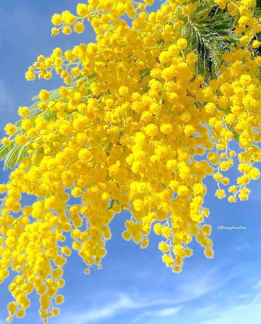 Όμορφα κίτρινα λουλούδια... 1