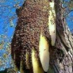 Βιολογικό μέλι από τη φύση του