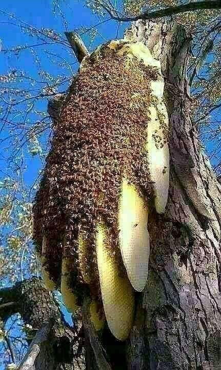 Βιολογικό μέλι από τη φύση του 1