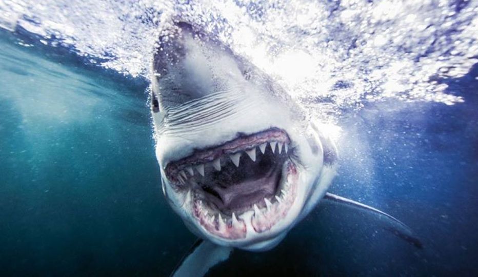 Γνωρίζετε ότι, οι καρχαρίες της Γροιλανδίας είναι τα σπονδυλωτά ζώα με το μεγαλύ... 1