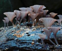 Νέα Νότια Ουαλία, Αυστραλία : Planet Fungi #YourEarth #earth #nature #mothereart...