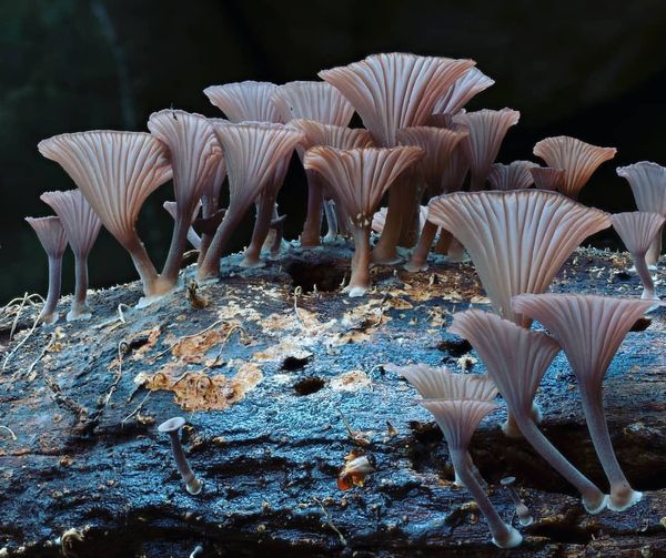 Νέα Νότια Ουαλία, Αυστραλία : Planet Fungi #YourEarth #earth #nature #mothereart... 1