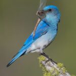 Ένα αρσενικό Mountain Bluebird με μια φρεσκοκαρισμένη λιβελούλα...