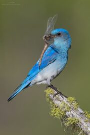 Ένα αρσενικό Mountain Bluebird με μια φρεσκοκαρισμένη λιβελούλα...