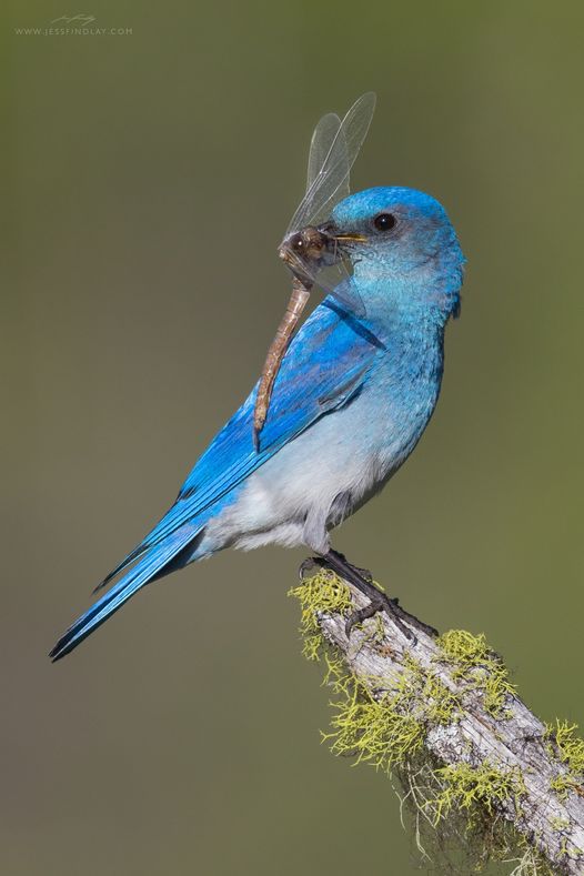 Ένα αρσενικό Mountain Bluebird με μια φρεσκοκαρισμένη λιβελούλα... 12