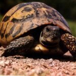 Γνωρίζετε ότι, μια μέση υγιής χελώνα (αναλόγως βέβαια και από το είδος τη) ζει γ...