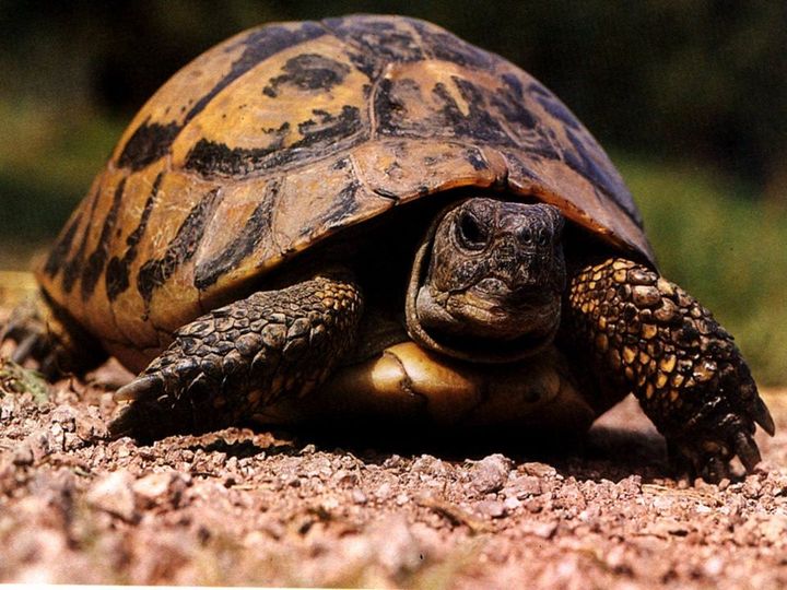 Γνωρίζετε ότι, μια μέση υγιής χελώνα ζει για περίπου 150 χρόνια; 1
