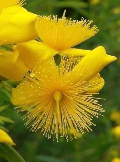 Διαφορετικό κ ωραίο λουλούδι... 1