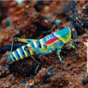 Η εντυπωσιακή ακρίδα γνωστή ως Elegant Grasshopper (Zonocerus elegans) @jason_pu...