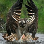 Ο Osprey πέφτει σε ένα ποτάμι για να πιάσει το θήραμά του στον ποταμό Spey στη Σκωτία...