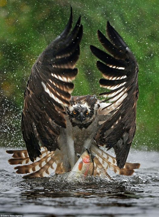 Ο Osprey πέφτει σε ένα ποτάμι για να πιάσει το θήραμά του στον ποταμό Spey στη Σκωτία... 1