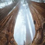 Στη σκιά των γιγάντων στο εθνικό πάρκο Sequoia στην Καλιφόρνια....