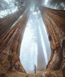 Στη σκιά των γιγάντων στο εθνικό πάρκο Sequoia στην Καλιφόρνια....