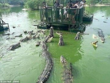 Όταν μια ομάδα τουριστών επισκέφθηκε μια λίμνη με  κροκόδειλους, ο ιδιοκτήτης το...