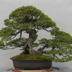 Γνωρίζετε ότι, η μετάφραση της λέξης bonsai είναι δέντρο στη γλάστρα και δεν είν...
