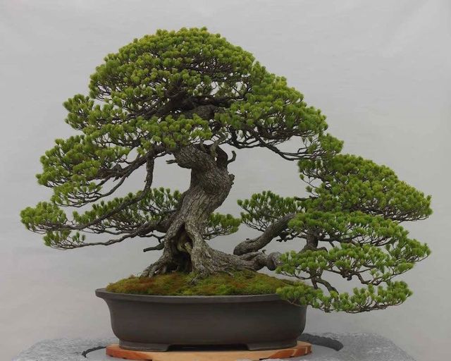 Γνωρίζετε ότι, η μετάφραση της λέξης bonsai είναι δέντρο στη γλάστρα και δεν είν... 1