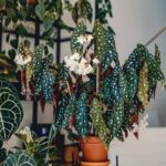 Επικεντρωθείτε σε φυτά με σχέδια Begonia macula (το φυτό με κουκκίδες στην πρώτη φωτογραφία),...